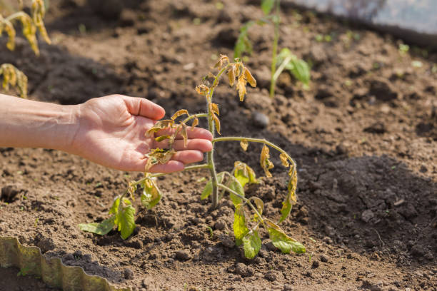 Top 5 Errores Más Comunes en Jardinería y Cómo Evitarlos