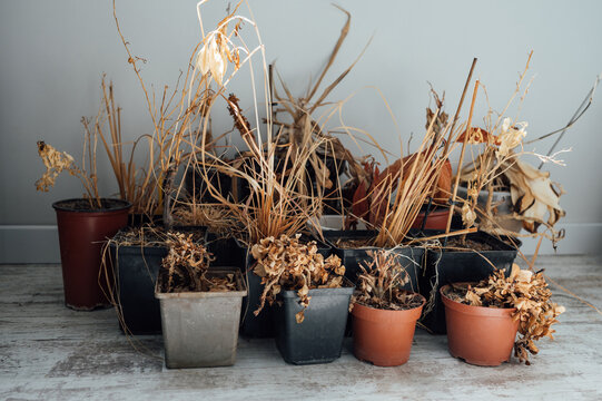 No, no todas las plantas que tocas deben morir: superando el mito del pulgar verde