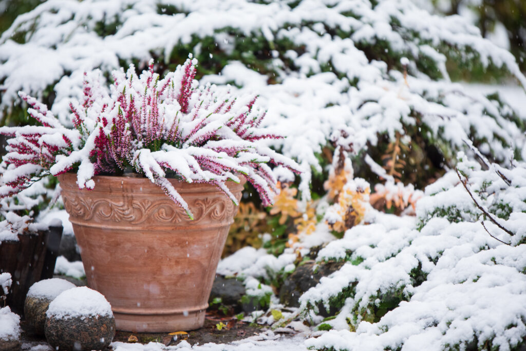 Cómo crear y mantener un jardín de invierno interior que le ayude a prosperar durante el solsticio